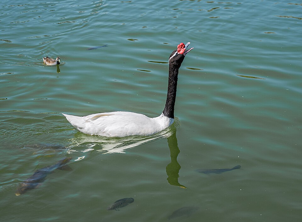 Cisne de cuello negro, habitual del humedal